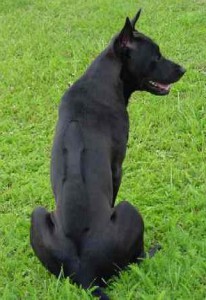 thajsky-ridgeback-_thailand-ridgeback.jpg
